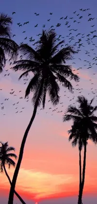 Capture the beauty of nature with a stunning "Sunset Birds" live wallpaper for your phone