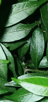 Nature Plant Droplet Live Wallpaper