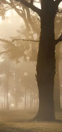 Nature Plant Fog Live Wallpaper