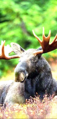 If you're looking for a stunning nature-inspired live wallpaper for your phone, look no further than this breathtaking image of a moose