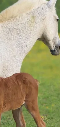This phone live wallpaper features a white horse standing next to a brown horse against a stunning natural background