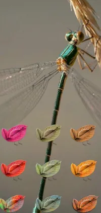 This phone live wallpaper showcases a stunning dragonfly perched on a realistic green stem