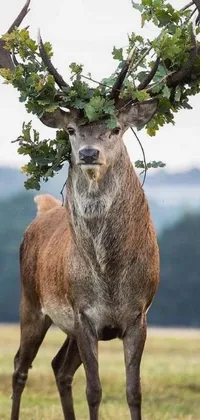 This live phone wallpaper depicts a majestic deer with a vine crown, ruling as the King of Great Britain in a grassy field