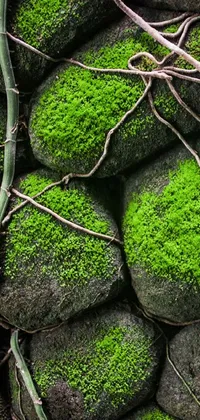 Nature Plant Grass Live Wallpaper