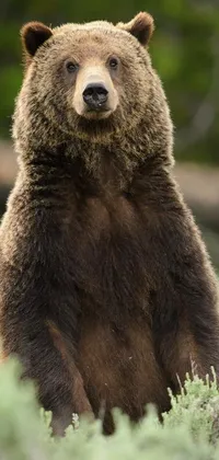 This phone live wallpaper features a realistic brown bear standing on its hind legs, sitting casually and facing the camera with a curious expression
