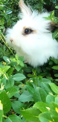 This phone live wallpaper showcases a charming white rabbit sitting on a lush, green field, with a guinea pig gazing at the sky