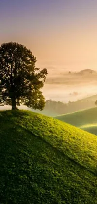 This live wallpaper depicts a stunning countryside view of California, showcasing a single tree atop a hill amidst a foggy morning or evening backdrop at sunrise or sunset