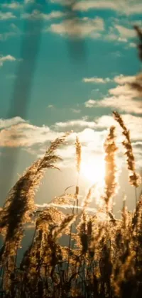 This phone live wallpaper features a serene image of a field of tall grass against a golden background, with the morning sun setting a relaxing tone