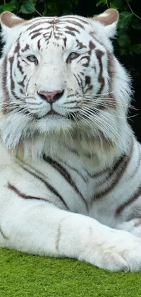 Looking for a stunning live wallpaper for your phone? Check out this beautiful image of a white tiger on a lush green field