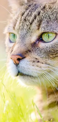 Enjoy the purrfect company with this captivating phone live wallpaper featuring a close-up of a green-eyed cat during the morning golden hour