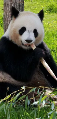 This live wallpaper features an adorable panda bear sitting on lush green grass and eating bamboo