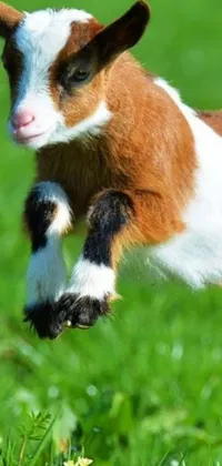 This delightful live wallpaper features an adorable brown and white goat captured mid-air as it jumps, showcased against a backdrop of rich renaissance inspired hues