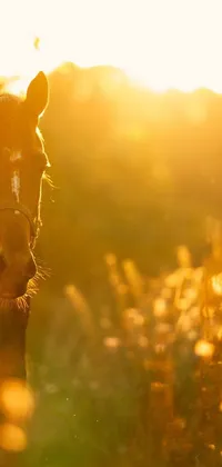 This phone live wallpaper depicts a brown horse standing on a lush green field, illuminated by a ray of golden sunlight