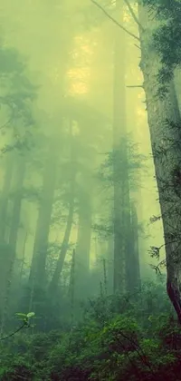 This forest-themed live wallpaper features a serene scene of tall trees and lush foliage