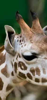 This phone wallpaper depicts a close-up of a giraffe's head and neck in stunning detail
