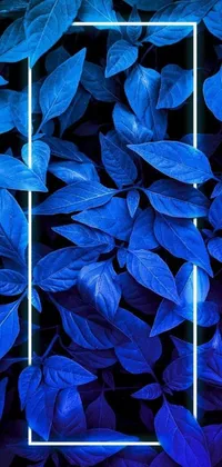 This live wallpaper features a sleek and modern square frame surrounded by blue leaves, creating a mesmerizing visual experience