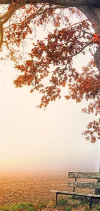 This live wallpaper showcases a peaceful setting of a wooden bench under a tree on a foggy day