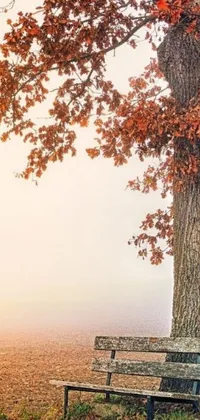 Fall scenery live wallpaper, featuring a beautiful oak tree on a foggy day