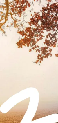 This phone live wallpaper showcases a serene bench under a leafy tree on a foggy day