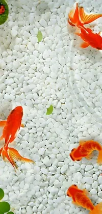 This live wallpaper features stunningly realistic goldfish swimming in a clear bowl of water