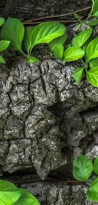 This phone live wallpaper features green plants growing on a tree, bringing a touch of nature and serenity to your phone screen