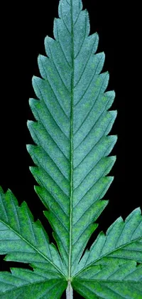 This phone live wallpaper features a detail-rich image of a marijuana leaf against a black background