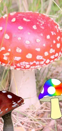 Add a stunning new live wallpaper to your phone with a mesmerizing close-up shot of a mushroom on the ground