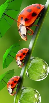 This live phone wallpaper features a stunning macro photograph by Wu Zhen, showcasing the beautiful and detailed world of ladybugs