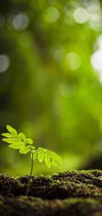 This phone live wallpaper depicts a beautiful scene of a small green plant sprouting from the ground against a background of a vibrant green forest
