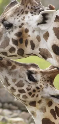 This phone live wallpaper features a stunning image of two giraffes in a loving embrace