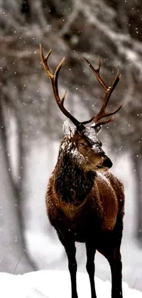 Decorate your phone with the stunning Baroque Deer Live Wallpaper