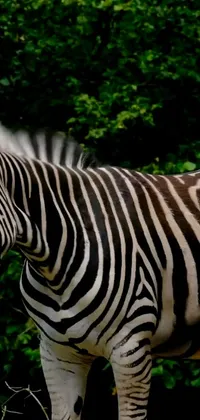 This live wallpaper features two black and white striped zebras standing together in a lush and vibrant op art-inspired environment
