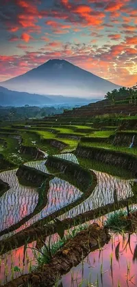 This mobile live wallpaper showcases a beautiful scenery of a terraced rice field with a majestic mountain range in the background