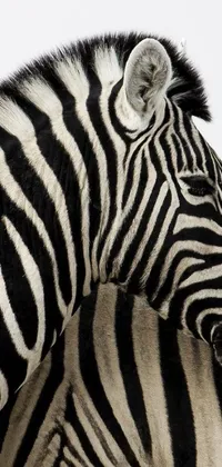 This phone live wallpaper features a photorealistic image of two Zebra standing closely together