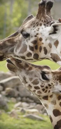 This phone live wallpaper features a whimsical and playful depiction of two giraffes standing closely together