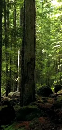 Enjoy a stunning live wallpaper of an evergreen forest featuring tall trees and rocks