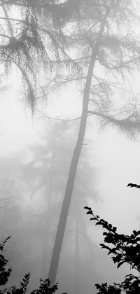 This phone live wallpaper features a captivating black and white photo of trees in the misty fog