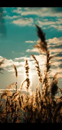 This live wallpaper for your phone showcases a field of tall grass in the golden hour with the sun in the background