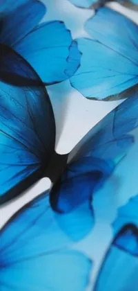 This live phone wallpaper features a mesmerizing photograph of delicate blue butterflies perched on a table
