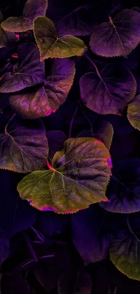 This phone wallpaper showcases a striking close-up of a purple-leaved plant with finely detailed veins and texture
