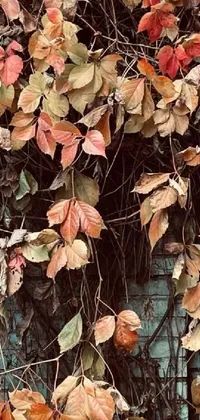 Nature Plant Petal Live Wallpaper