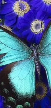 This live wallpaper for phones features a striking blue butterfly perched on top of a bed of beautiful purple flowers in vibrant shades