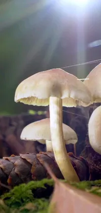 This phone live wallpaper features a surrealistic macro photograph of mushrooms sitting on a forest