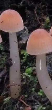 This phone live wallpaper features a macro photograph of a forest floor with a group of mushrooms in various shades of brown and beige, as well as patches of bright red