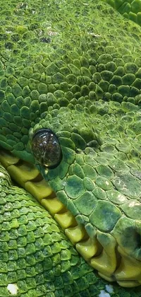 This live wallpaper showcases a close-up of a large green snake with scales covering its chest