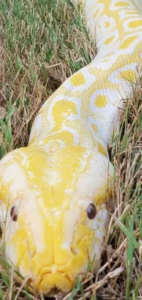 Introducing a stunning mobile wallpaper featuring a beautiful yellow and white snake resting on lush green grass