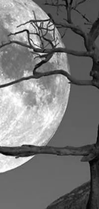 This live wallpaper for your phone features a bewitching black and white photo of a stark tree with twisting branches, set against the eerie backdrop of a full moon