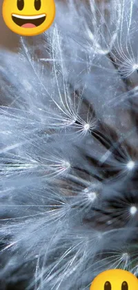 This phone live wallpaper showcases a mesmerizing macro photograph of a dandelion with smiley faces on its fluffy white seeds
