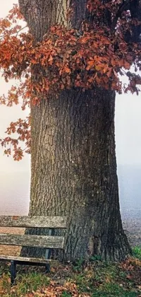This phone live wallpaper features a beautiful autumn scene with a bench under a majestic oak tree