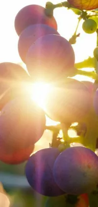 Enjoy the breathtaking beauty of nature with this stunning live wallpaper displaying a cluster of grapes on a tree with the warm glow of the sunrise shining on them
